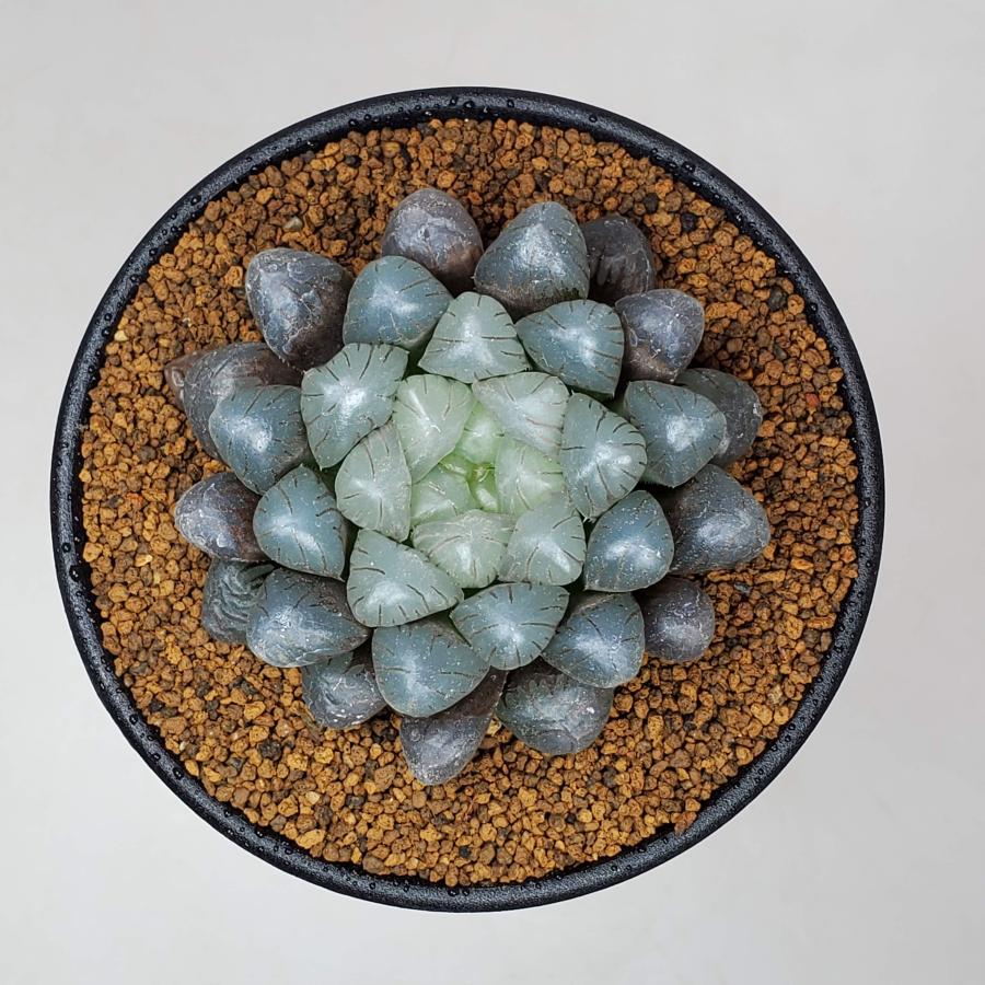 ハオルチア・OB-1 【9cm鉢】 : カクタス長田 Yahoo!ショッピング