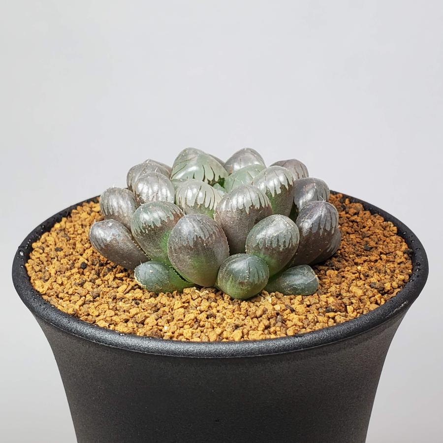 PSA 10 オドリドリ ホロ 242/S-P コロコロイチバン オドリドリ 242 / s-p コロコロイチバン プロモ Oricorio