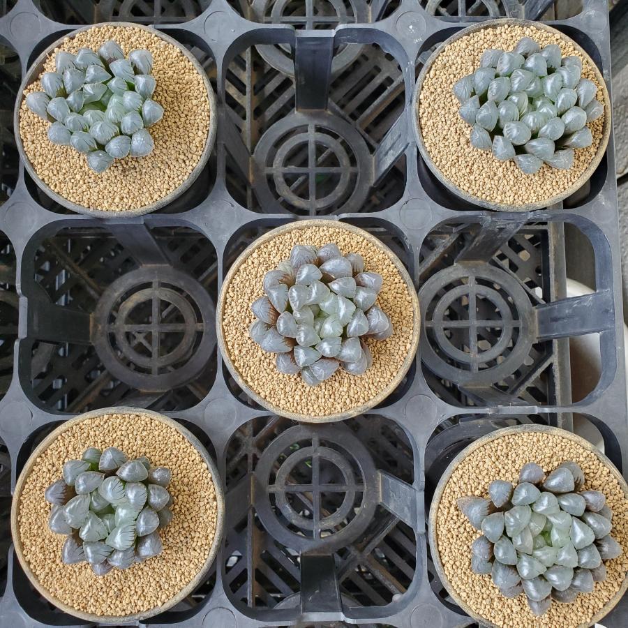 リバティ☆さま専用カクタス　パーチ　特注品 リバティプリント お財布型マルチポーチ #187c Strawberry Thief