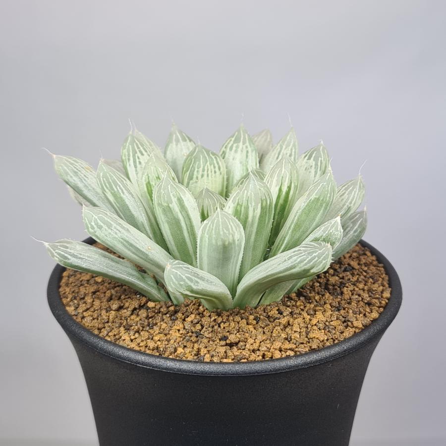 ハオルチア・ピリフェラ錦 9cm鉢 : カクタス長田 Yahoo