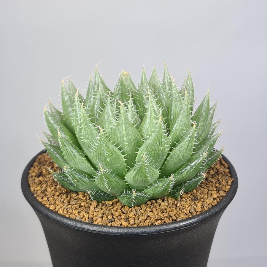 ハオルチア・羽衣 9cm鉢 : カクタス長田 Yahoo!ショッピング店 - 通販