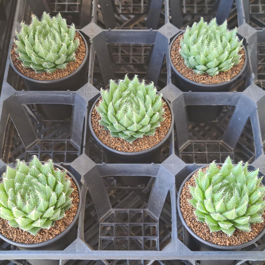 ハオルチア・羽衣 9cm鉢 : カクタス長田 Yahoo!ショッピング店 - 通販