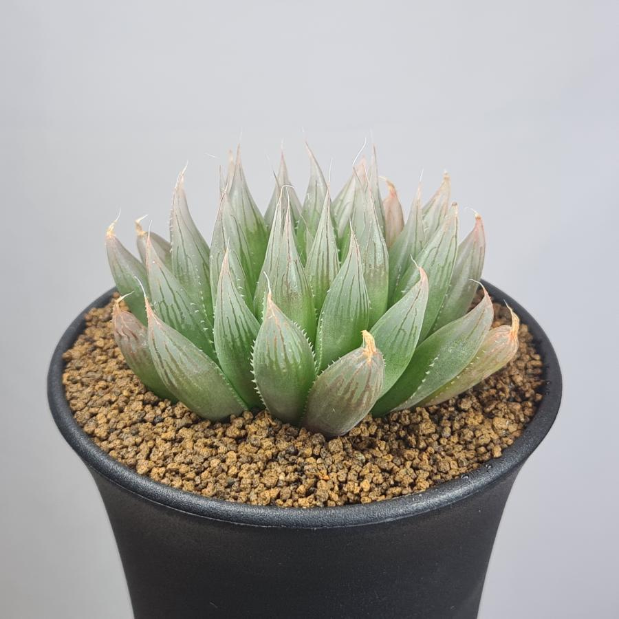 ハオルチア・ダヴィディ 9cm鉢 : カクタス長田 Yahoo!ショッピング店