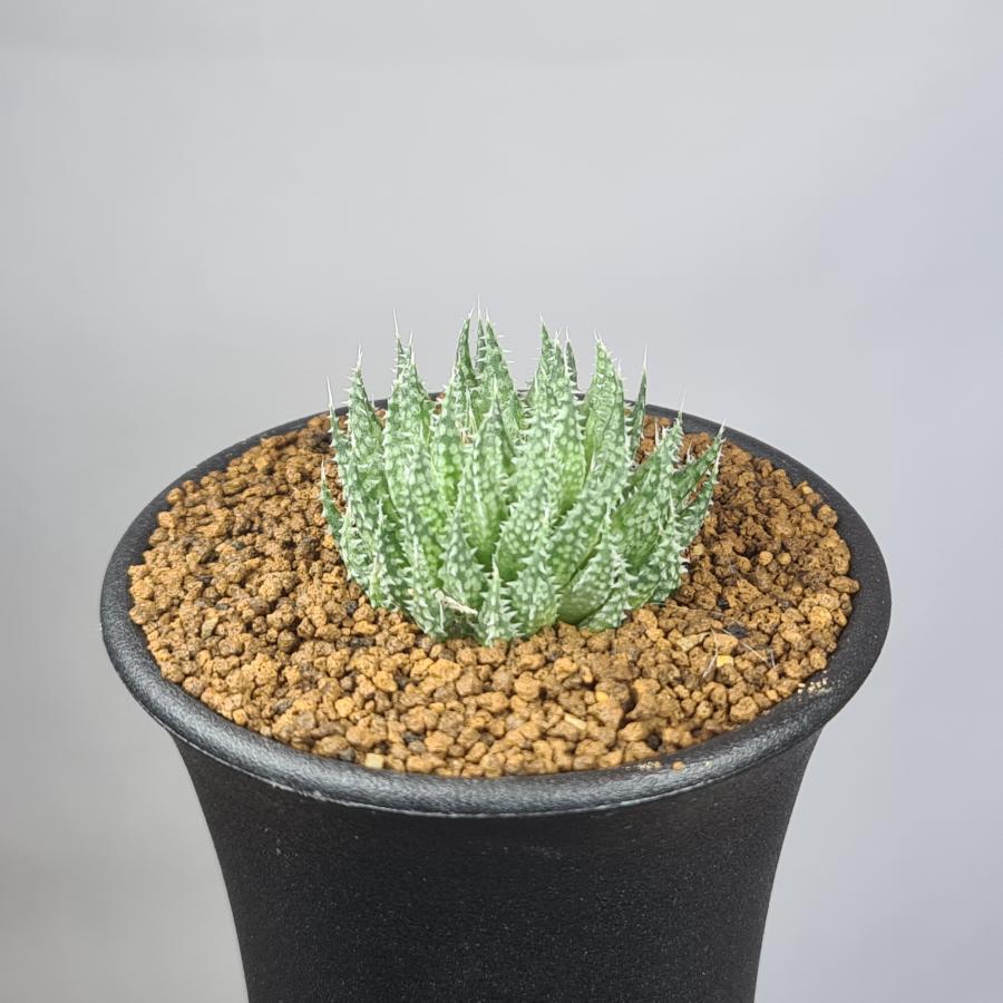 ハオルチア・ヘルバセア  7.5cm鉢（Yahoo!・カクタス長田 Yahoo!ショッピング店）