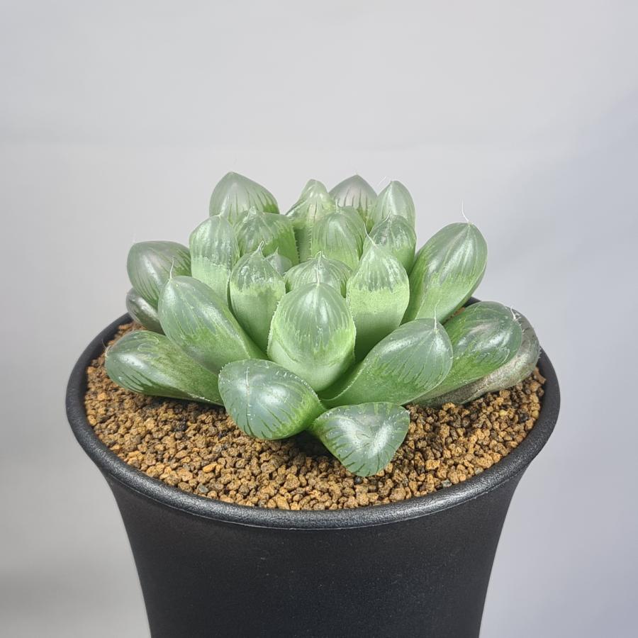 ハオルチア・青水晶  9cm鉢（Yahoo!・カクタス長田 Yahoo!ショッピング店）