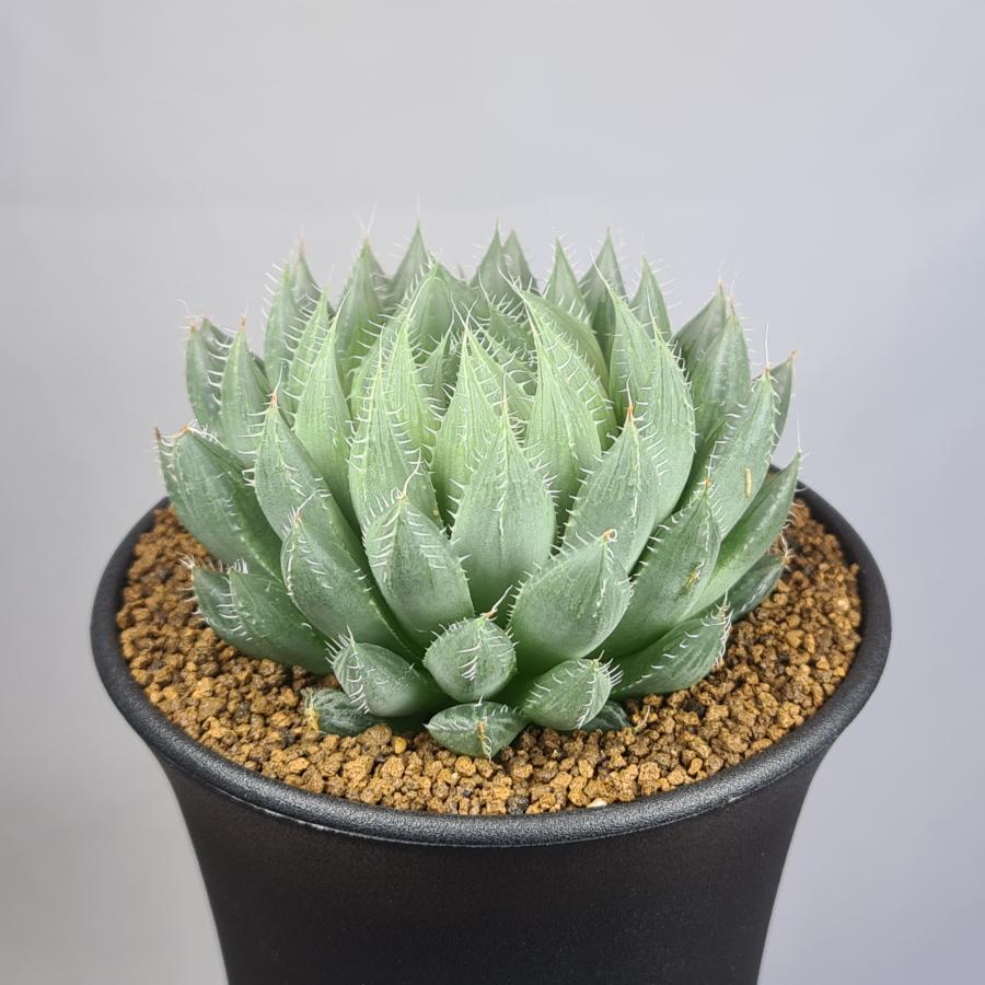 【現品　根付き】ハオルチア「コアクタータ」多肉植物　7.5㌢鉢　子株付き ハオルチア・ガメラ 9cm鉢 : カクタス長田 Yahoo!ショッピング店