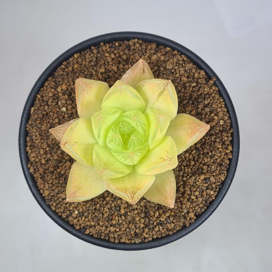 ハオルチア・キサンタゴールド 9cm鉢 : カクタス長田 Yahoo
