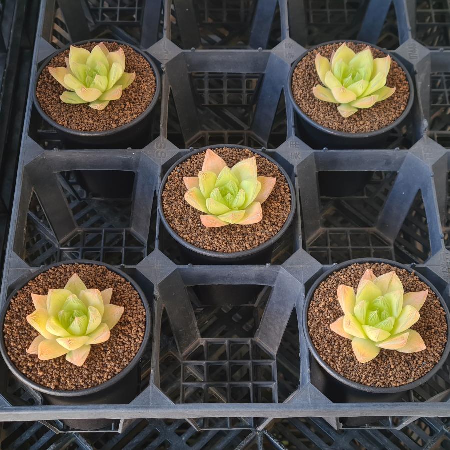 ハオルチア・キサンタゴールド 9cm鉢 : カクタス長田 Yahoo