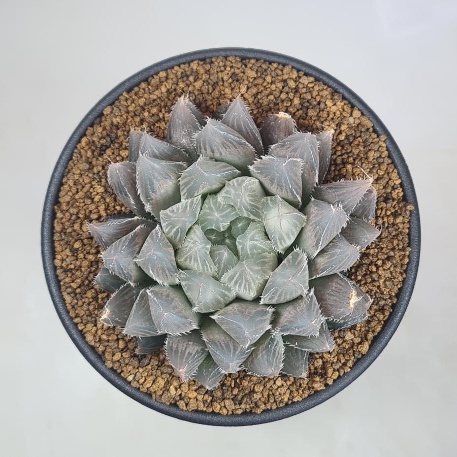 ハオルチア・CR-1 【9cm鉢】 : カクタス長田 Yahoo!ショッピング店