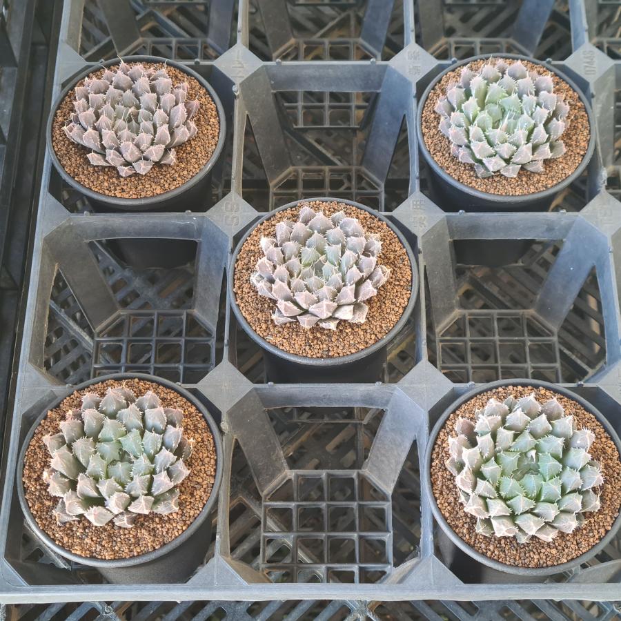 ハオルチア・有刺クーペリー 9cm鉢 : カクタス長田 Yahoo!ショッピング