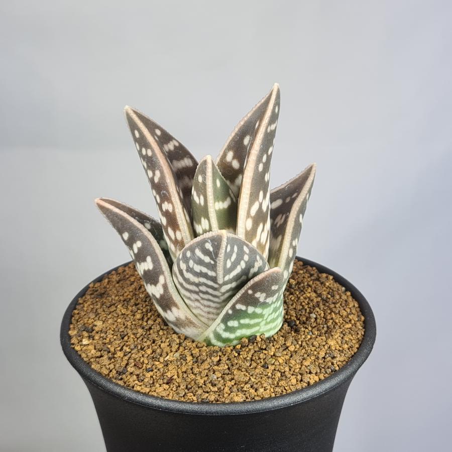 ゴニアロエ・千代田錦 9cm鉢 : カクタス長田 Yahoo!ショッピング