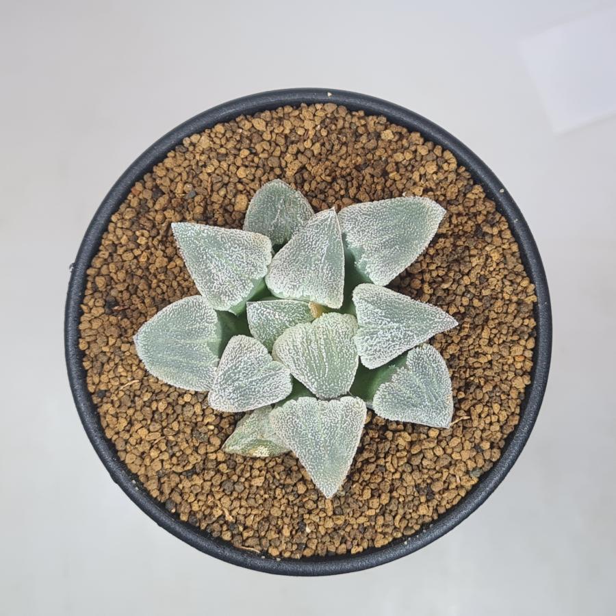 ハオルチア・大工ピグマエア 9cm鉢 : カクタス長田 Yahoo!ショッピング