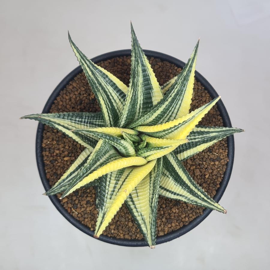 ハオルチオプシス・リミフォリア錦 9cm鉢 : カクタス長田 Yahoo