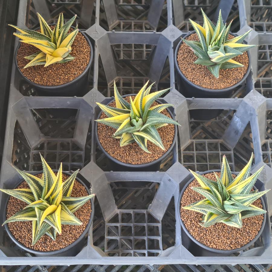 ハオルチオプシス・リミフォリア錦 9cm鉢 : カクタス長田 Yahoo