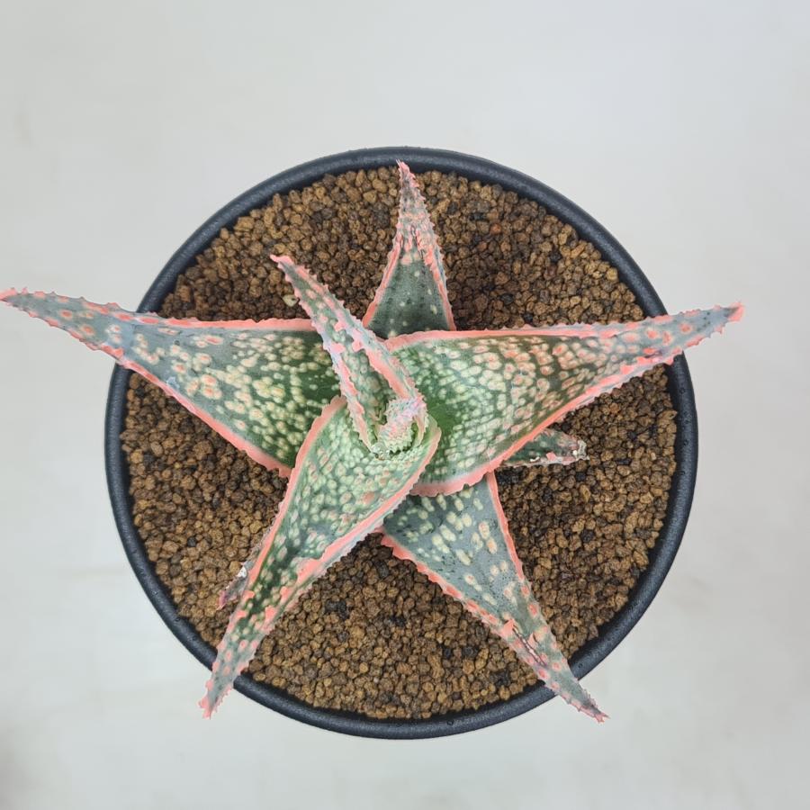 ★専用★カクタス様 アロエ・コーラルエッジ 9cm鉢 : カクタス長田 Yahoo!ショッピング店