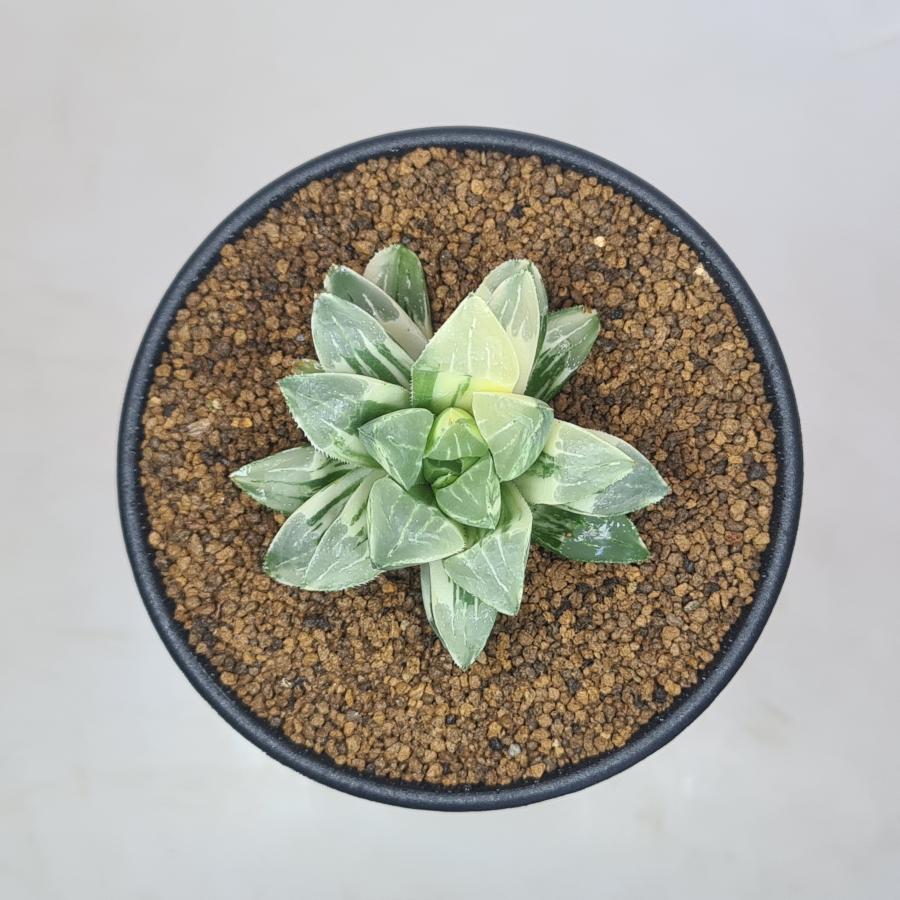 Top【選抜株】多肉植物　2126ハイデルベルゲンシス錦　10個　鉢無し/脱土 ハオルチア・ハイデルベルゲンシス錦 9cm鉢 : カクタス長田 Yahoo