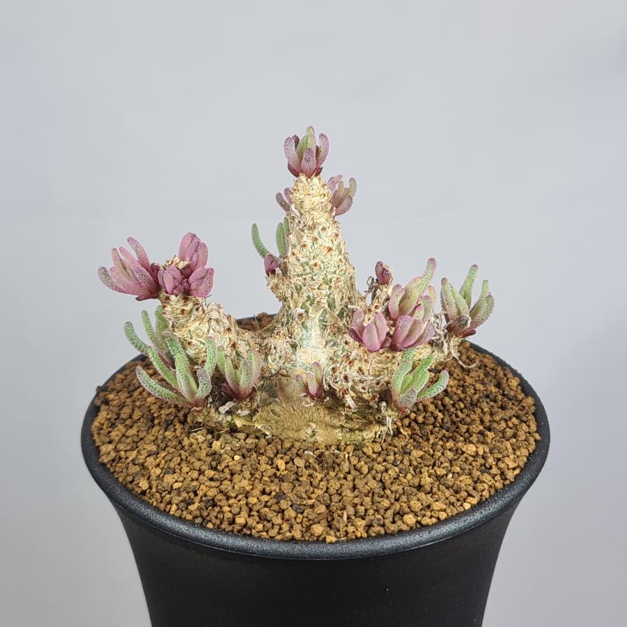 フィロボルス　テヌイフロルス　鉢ごと 園主セレクト】フィロボルス・テヌイフロルス【2.5号鉢植え