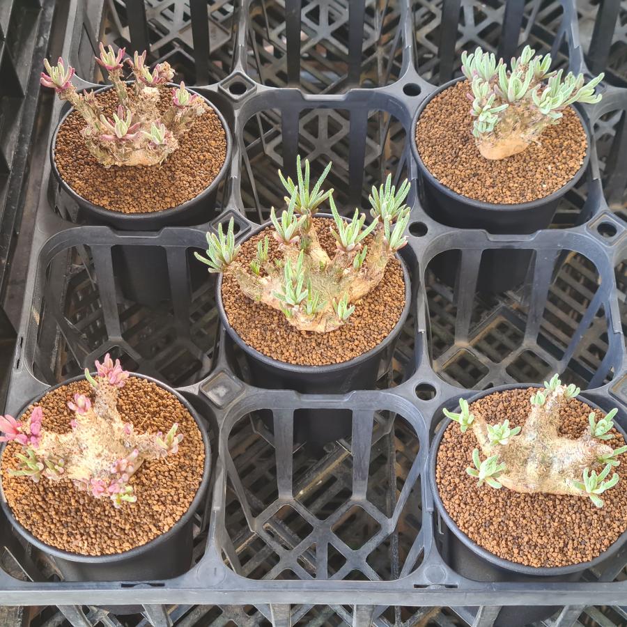 フィロボルス・レスルゲンス (実生) 9cm鉢 : カクタス長田 Yahoo