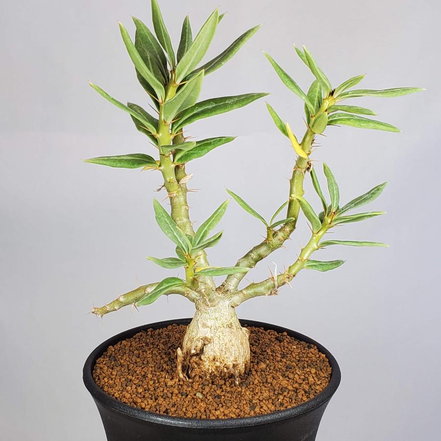 パキポディウム ・ビスピノーサム 現地球 鉢付 検グラキリス パキプス