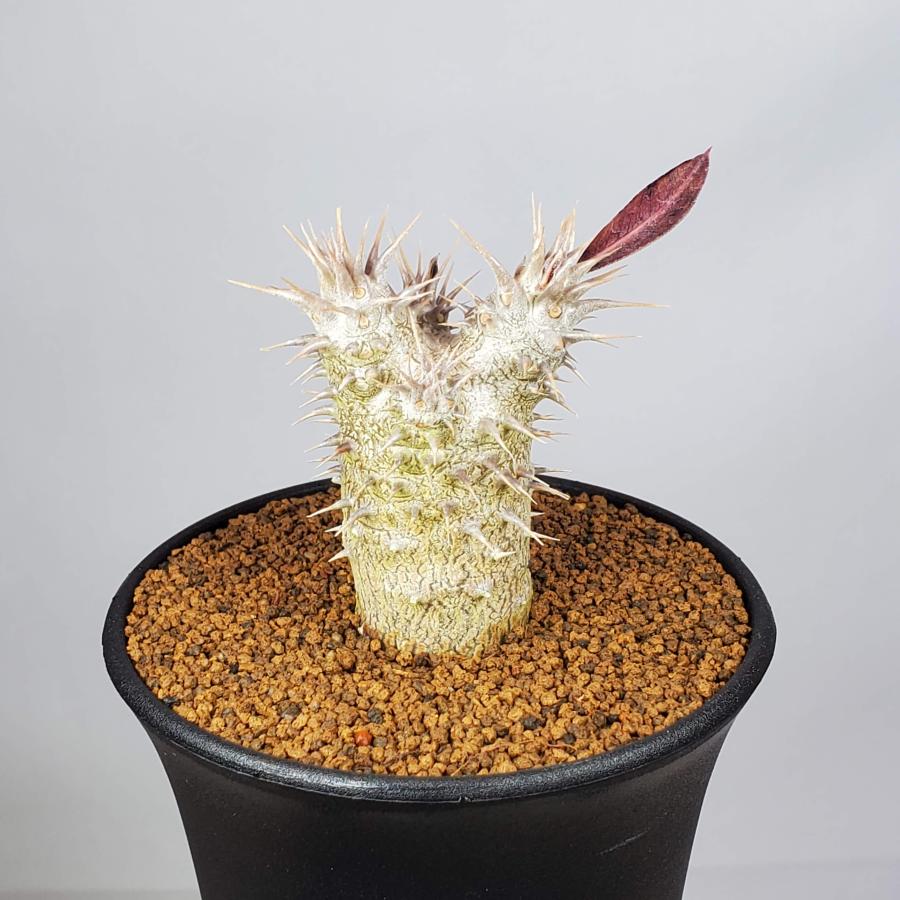 パキポディウム　ホロンベンセ（鉢付き可） パキポディウム・ホロンベンセ 9cm鉢 : カクタス長田 Yahoo