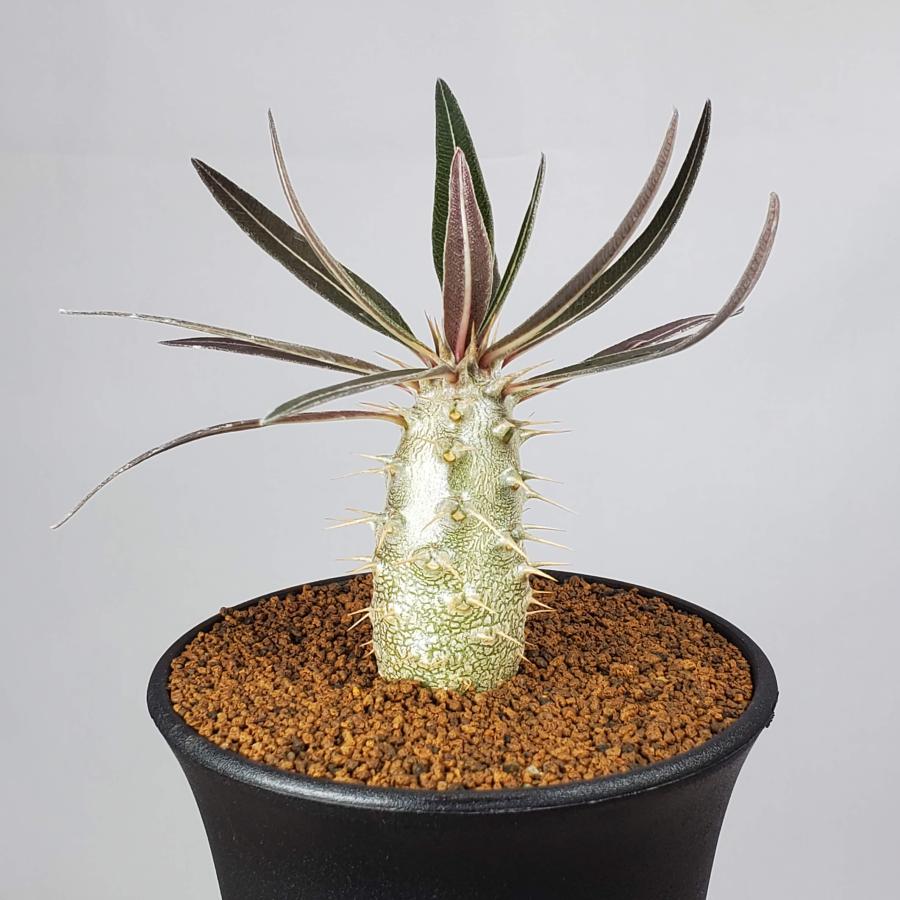 カクチペス　多頭　レアなコネクト鉢付き　パキポディウム カクチペス 多頭 レアなコネクト鉢付き パキポディウム