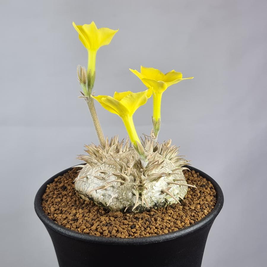 パキポディウム　ブレビカウレ　恵比寿笑　鉢付き パキポディウム・ブレビカウレ（恵比寿笑い）4号陶器鉢 の通販