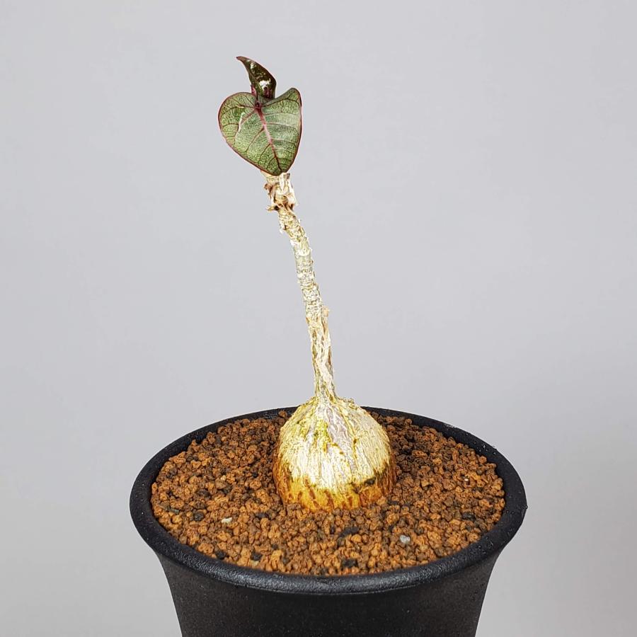 【お盆最終値下げ】ラディオニックペンデュラム　【イギリス直輸入、未使用貴重品】 期間限定！10%OFFクーポン配布中！トレイ マットブラック｜ZACK