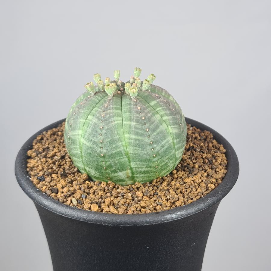 ユーフォルビア・オベサ 7.5cm鉢 : カクタス長田 Yahoo!ショッピング店