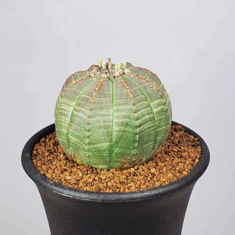 最新情報 ユーフォルビア オベサ 7 5cm鉢 Aynaelda Com