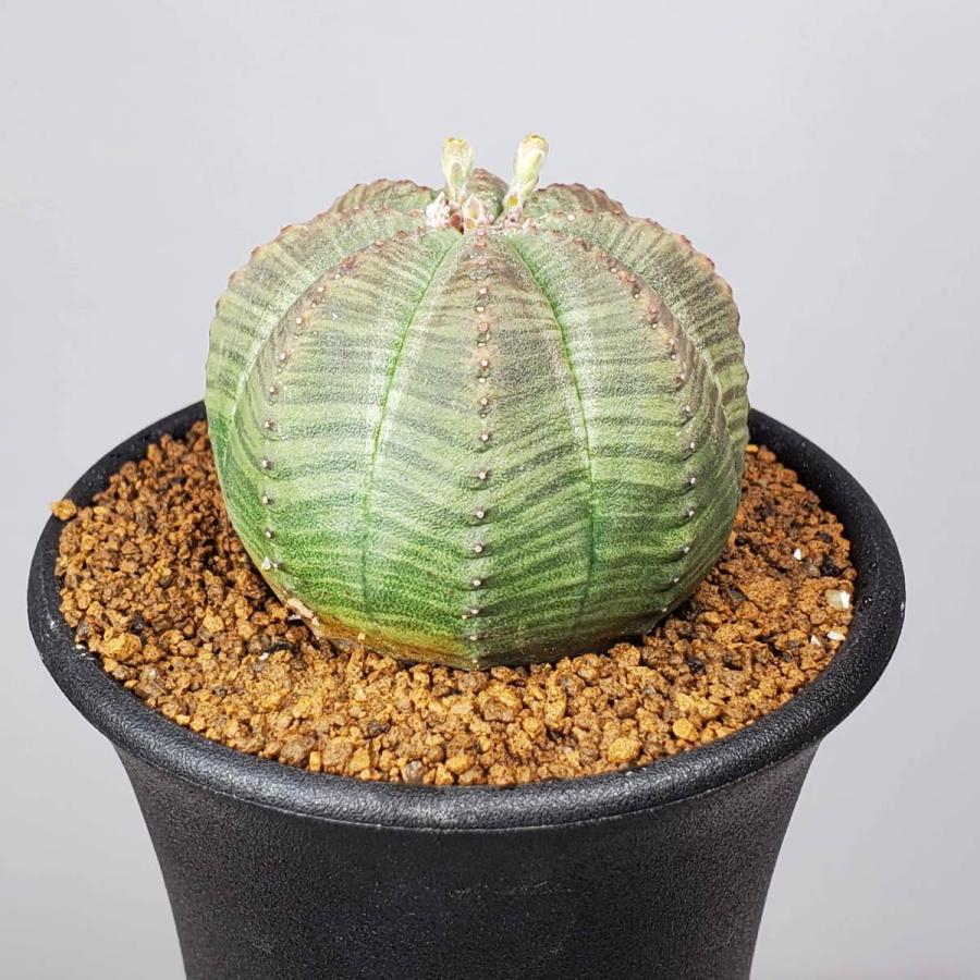 最新情報 ユーフォルビア オベサ 7 5cm鉢 Aynaelda Com