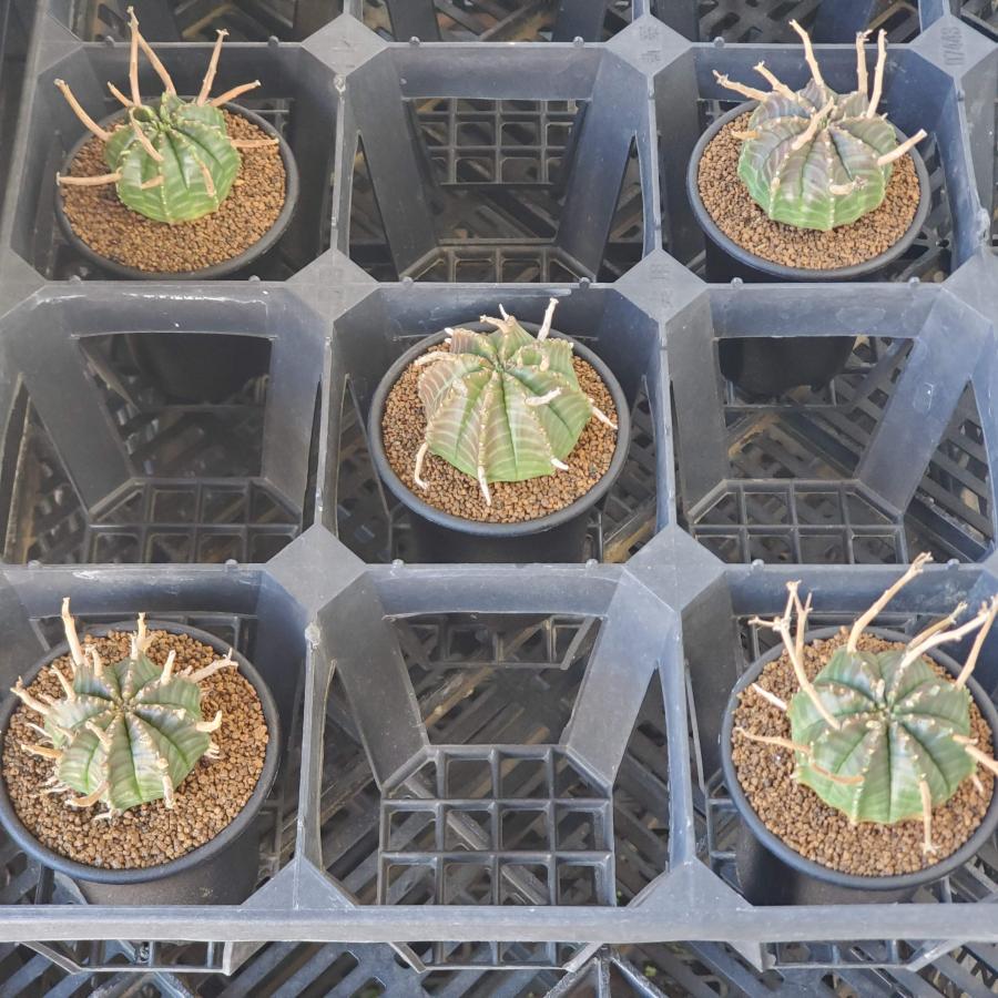 ユーフォルビア・バリダ  7.5cm鉢｜cactusosada｜05