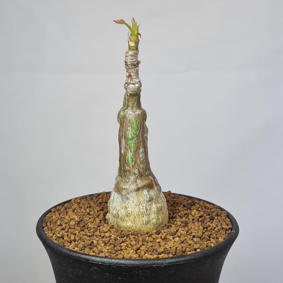 プセウドボンバックス・エリプチクム 9cm鉢 :S17:カクタス長田 Yahoo