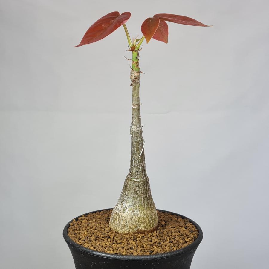 プセウドボンバックス・エリプチクム 9cm鉢 : カクタス長田