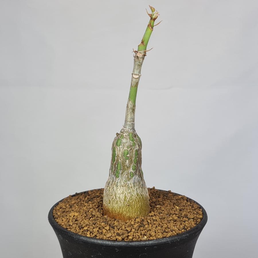 【最終値下げ】　ボンバックス ボンバックス