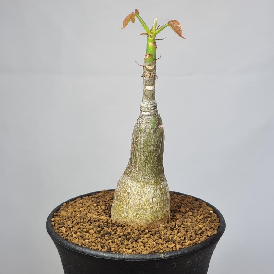 プセウドボンバックス・エリプチクム 9cm鉢 : カクタス長田