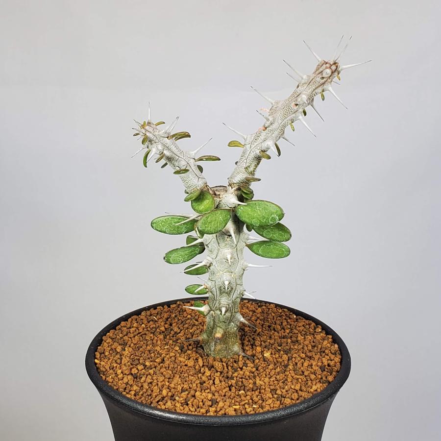 アローディア・プロセラ 亜竜木 9cm鉢 : カクタス長田 Yahoo