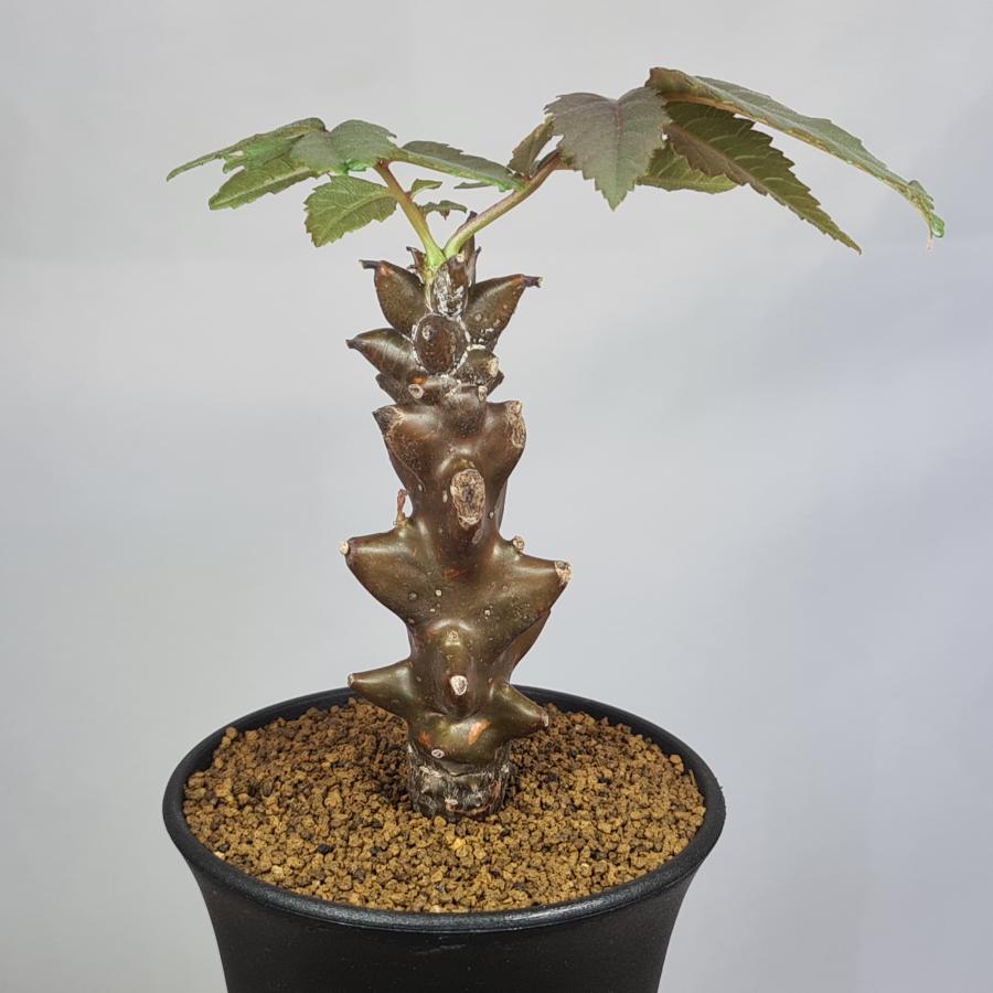 ベイセリア　メキシカーナ ベイセリア・メキシカーナ 9cm鉢 : カクタス長田 Yahoo