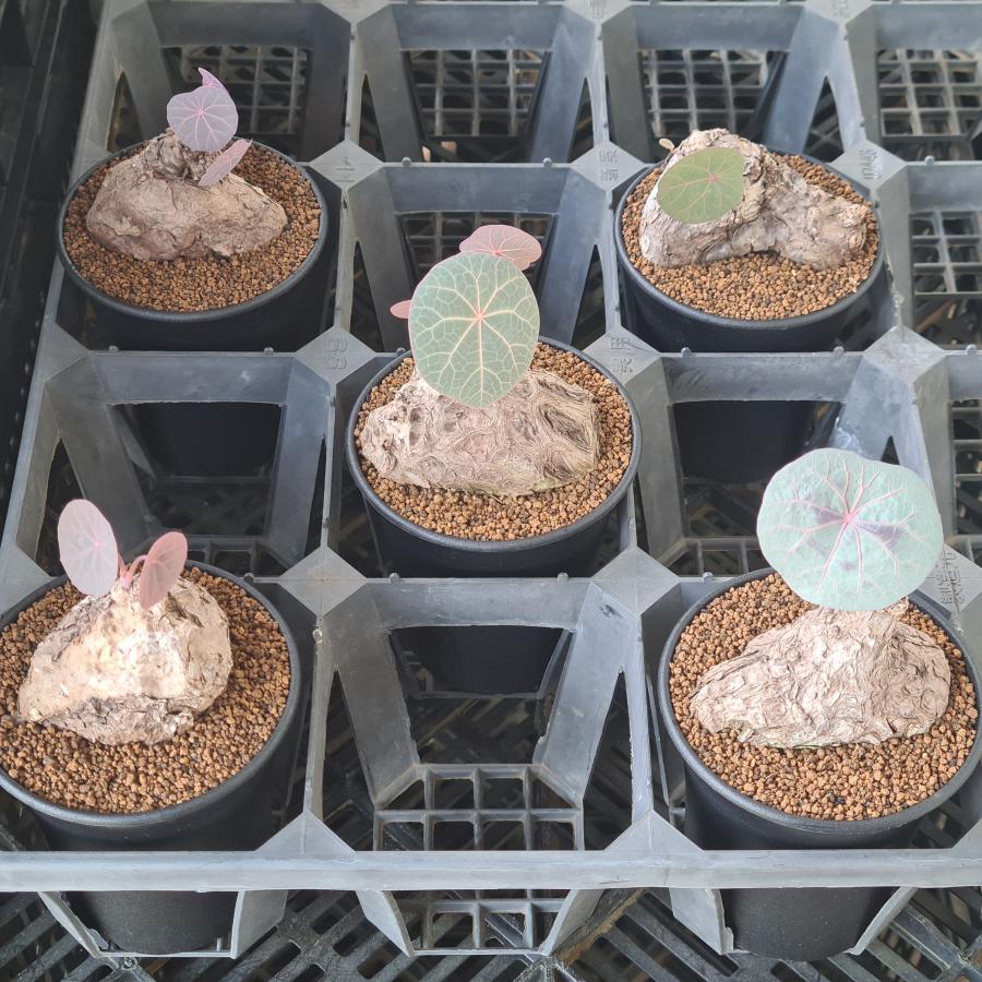 断捨離野郎  ステファニア カウィーサキー 鉢植えA 断捨離野郎 ステファニア カウィーサキー 鉢植えA 断捨離野郎