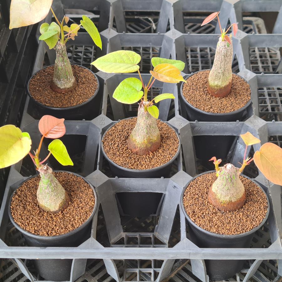 プセウドボンバックス・エリプチクム (剪定・作り込み株) 9cm鉢