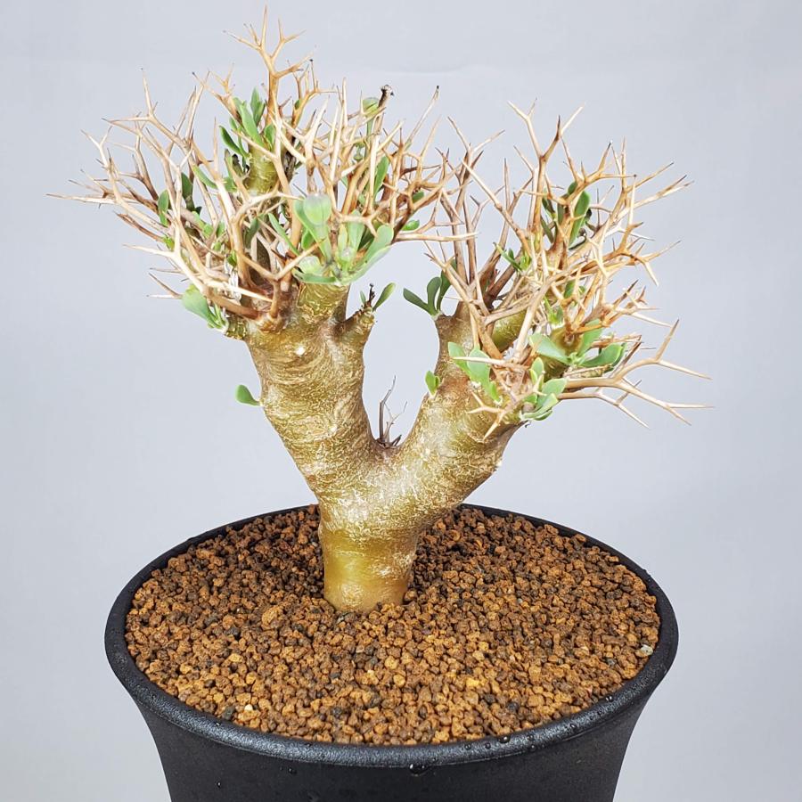 オトンナ・ユーフォルビオイデス 9cm鉢 : カクタス長田 Yahoo