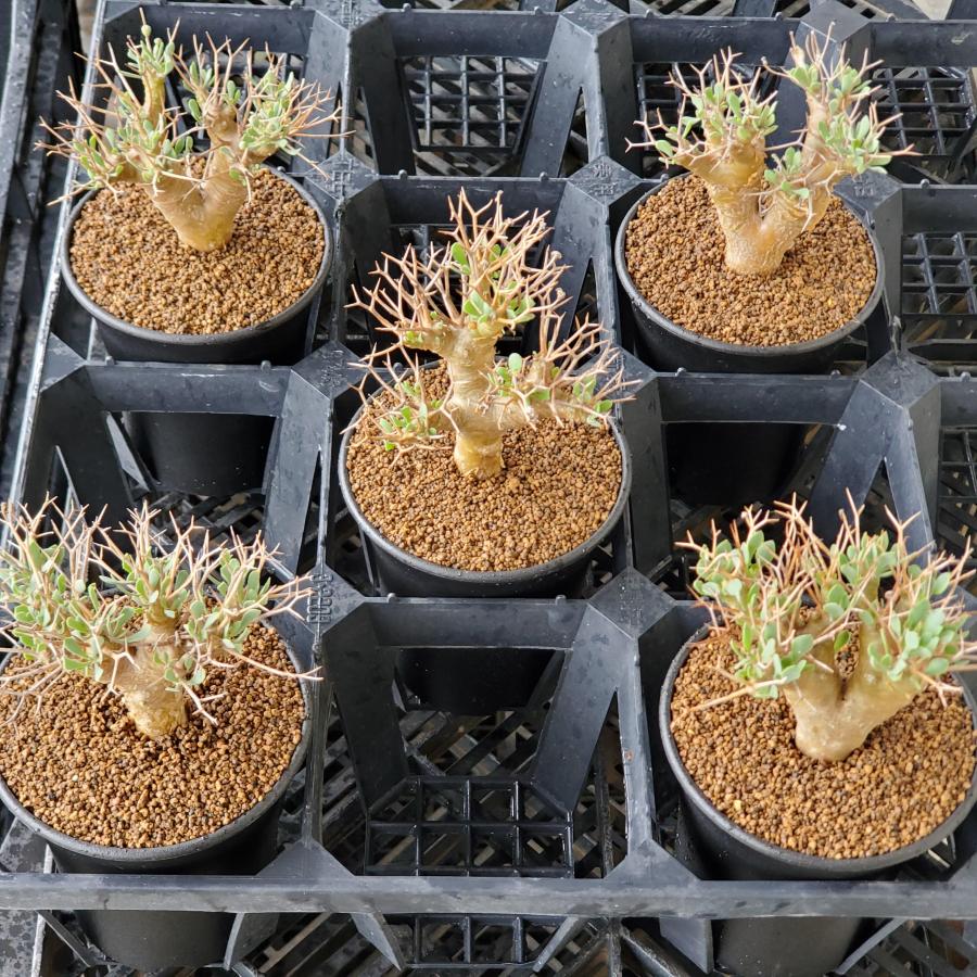 オトンナユーフォルビオイデス DIP鉢 オトンナ・ユーフォルビオイデス 9cm鉢 : カクタス長田 Yahoo