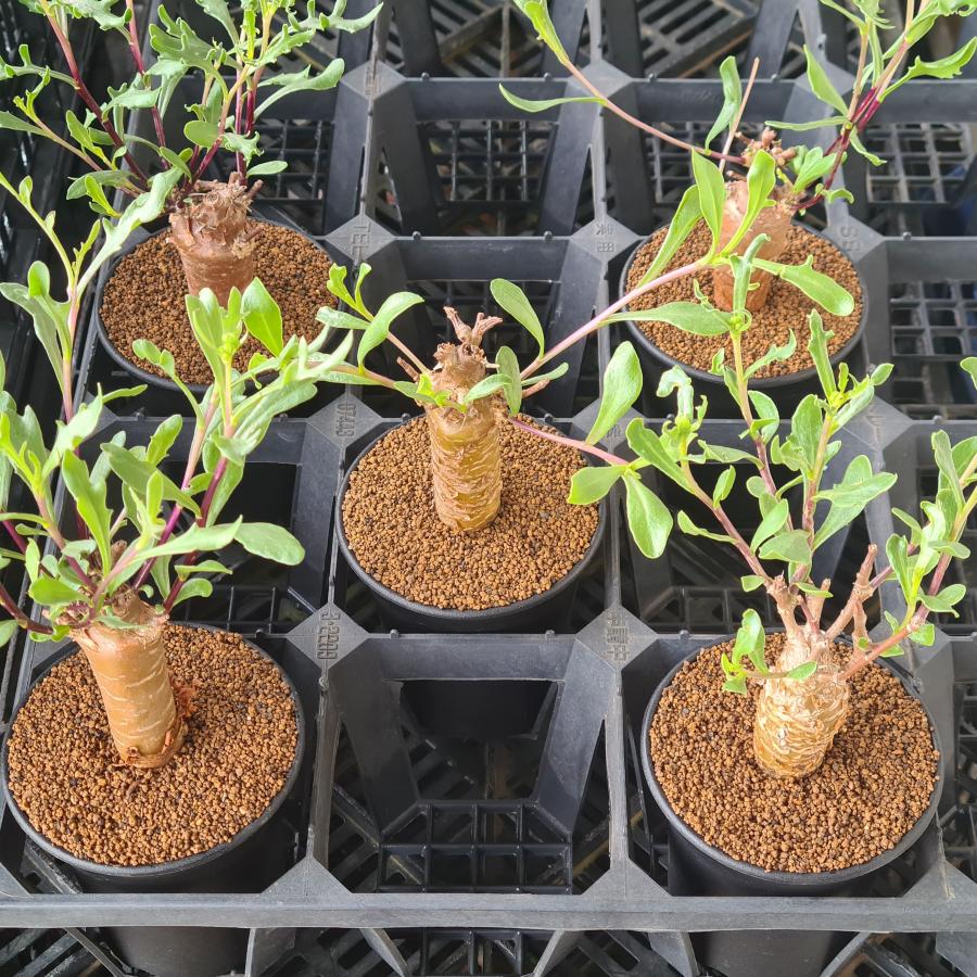 n*い様 オトンナ　ロバタ　現地球　大株 n*い様 オトンナ ロバタ 現地球 大株 オトンナ ロバタ 現地球 オトンナ