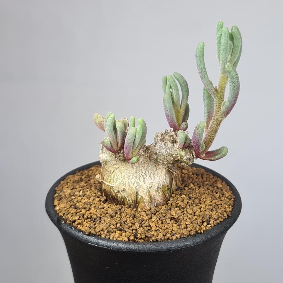 フィロボルス　テヌイフロルス　鉢ごと フィロボルス・テヌイフロルス (実生) 7.5cm鉢 : カクタス長田 Yahoo