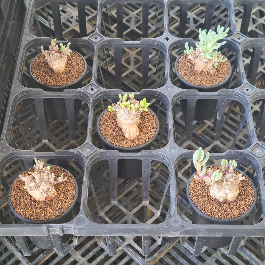 フィロボルス・テヌイフロルス (実生) 7.5cm鉢 : カクタス長田 Yahoo