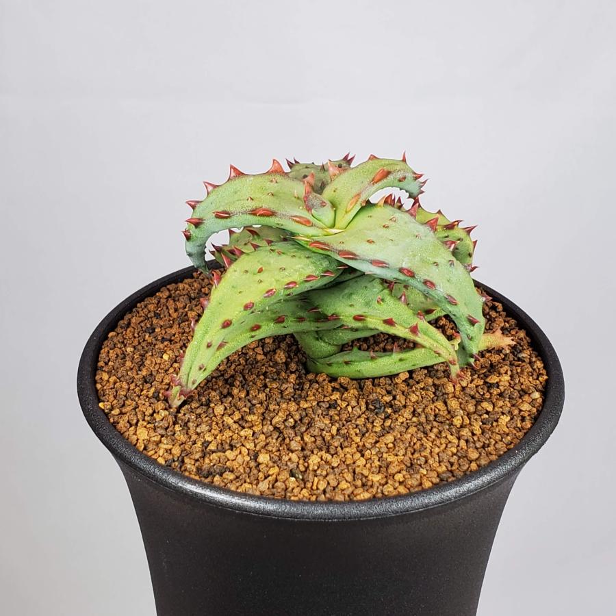 アロエ・カスティロニアエ 9cm鉢 : カクタス長田 Yahoo!ショッピング店