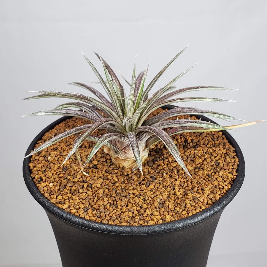 ディッキア・コリスタミネア (実生) 9cm鉢 : カクタス長田 Yahoo