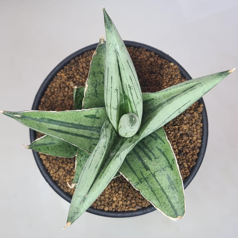 サンスベリア キスマヨ 激レア血統 斑入り サンセベリア クリア