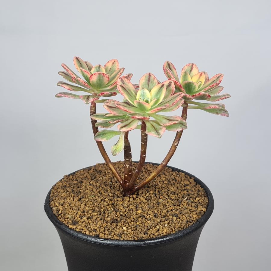 アエオニウム・ブロンズメダル錦 (幹立ち) 9cm鉢 : カクタス長田 Yahoo