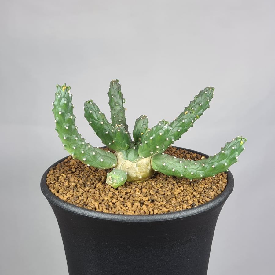 ユーフォルビア・メデューソイド ハイブリッド 9cm鉢（Yahoo!・カクタス長田 Yahoo!ショッピング店）