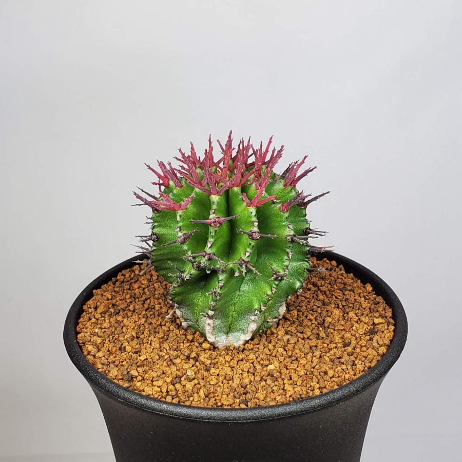 「ユーフォルビア・ポリゴナ 群生株｜赤棘 美株｜鉢付き 多肉植物」 ユーフォルビア・ポリゴナ 9cm鉢 : カクタス長田 Yahoo